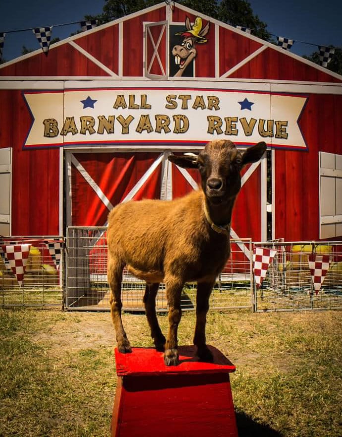 All-Star-Barnyard-Revue